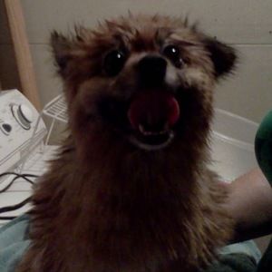 Meet your Posher, Adam